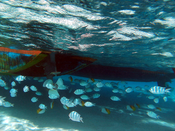 Snorkelling, Aitutaki Lagoon, Cook Islands
