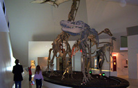 Dinosaurs, Melbourne Museum