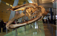 Blue Whale Skeleton, Melbourne Museum