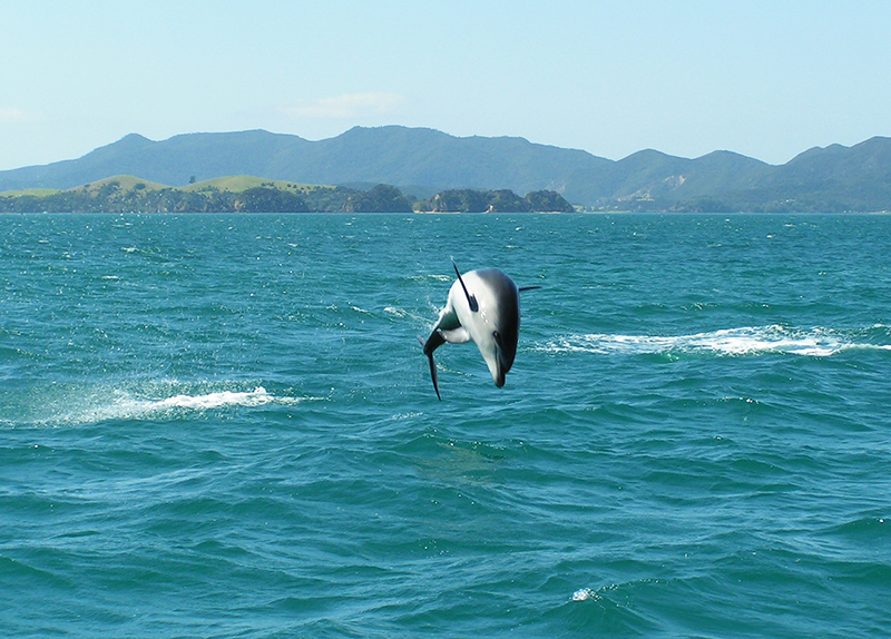 Dolphin Discovery, Bay of Islands, NZ.