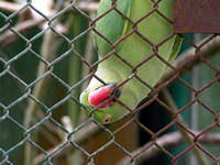 Franklin Zoo, Pokeno