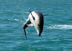 Dolphin Adventures, Bay of Islands