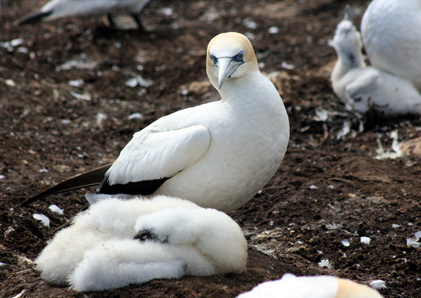 Gannets, Cape Kidnappers, NZ.