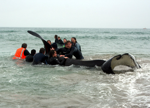 Nobby the Orca rescue, Papamoa Beach, NZ.