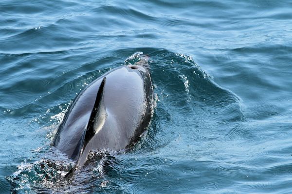 Dolphins Seafaris : Swim with Dolphins : Tauranga : Bay of Plenty :New ...